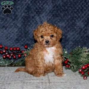 Kolby, Cavapoo Puppy