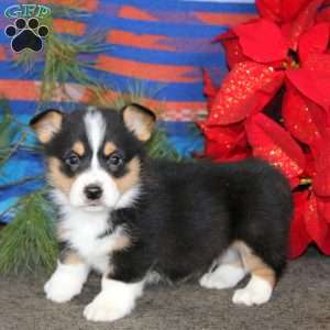 Kolby, Pembroke Welsh Corgi Puppy