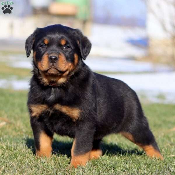 Kolton, Rottweiler Puppy