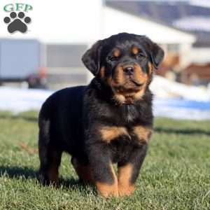 Kolton, Rottweiler Puppy