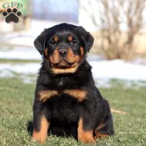 Kolton, Rottweiler Puppy
