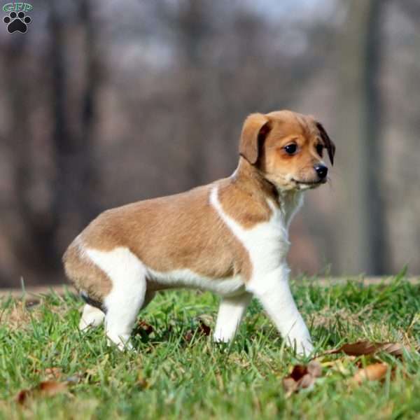 Kona, Fox Terrier Mix Puppy