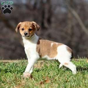 Kona, Fox Terrier Mix Puppy