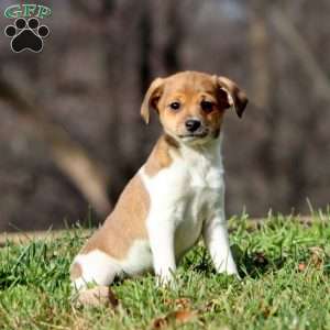 Kona, Fox Terrier Mix Puppy