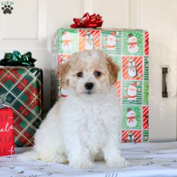 Konner, Bich-Poo Puppy