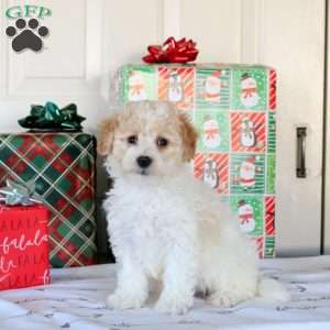 Konner, Bich-Poo Puppy