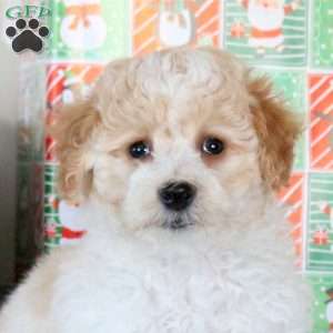 Konner, Bich-Poo Puppy