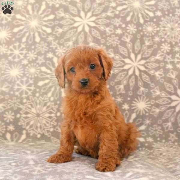 Kookie, Cavapoo Puppy