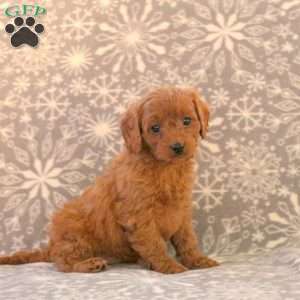 Kookie, Cavapoo Puppy