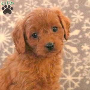 Kookie, Cavapoo Puppy