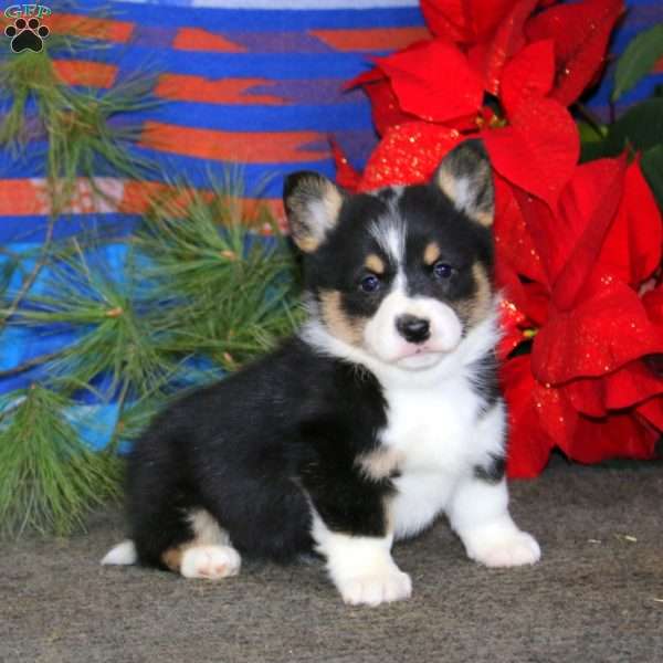 Kookie, Pembroke Welsh Corgi Puppy