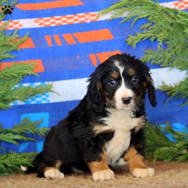 Kookie, Miniature Bernese Mountain Dog Puppy