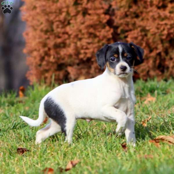 Kookie, Fox Terrier Mix Puppy