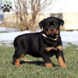 Kookie, Rottweiler Puppy