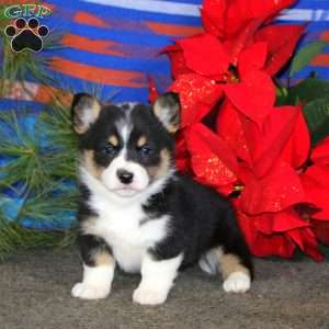 Kookie, Pembroke Welsh Corgi Puppy