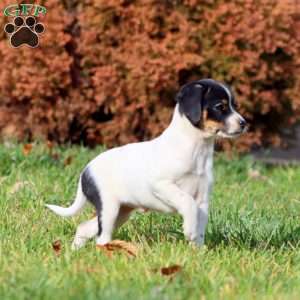 Kookie, Fox Terrier Mix Puppy