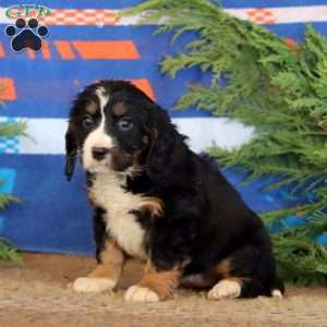 Kookie, Miniature Bernese Mountain Dog Puppy
