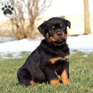 Kookie, Rottweiler Puppy