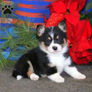 Kookie, Pembroke Welsh Corgi Puppy