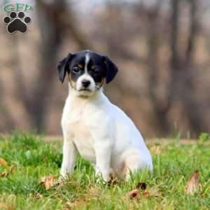 Kookie, Fox Terrier Mix Puppy