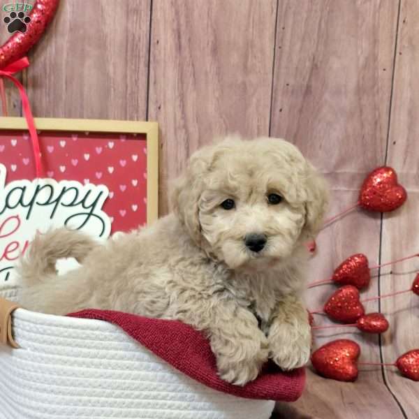 Kooper, Bich-Poo Puppy