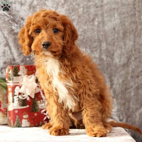 Kooper, Cavapoo Puppy
