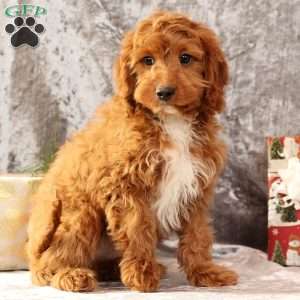 Kooper, Cavapoo Puppy