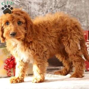 Kooper, Cavapoo Puppy