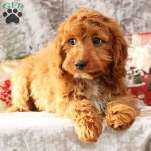 Kooper, Cavapoo Puppy