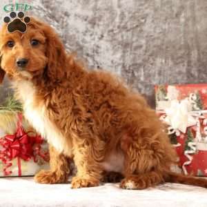 Kooper, Cavapoo Puppy