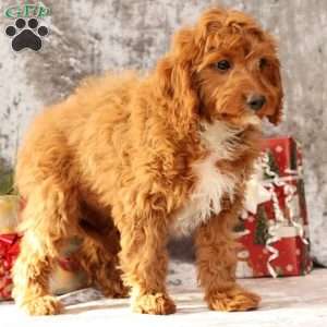 Kooper, Cavapoo Puppy
