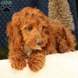 Kooper, Cavapoo Puppy