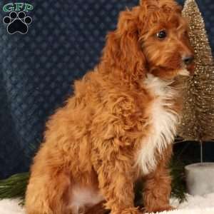 Kooper, Cavapoo Puppy