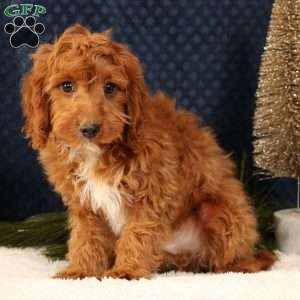 Kooper, Cavapoo Puppy