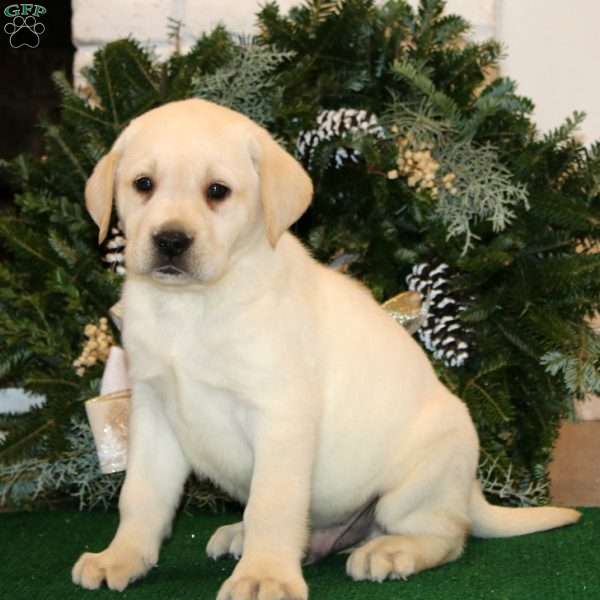 Kori, Yellow Labrador Retriever Puppy