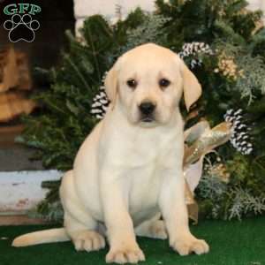 Kori, Yellow Labrador Retriever Puppy