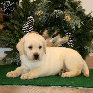 Kori, Yellow Labrador Retriever Puppy