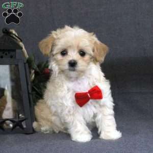 Kortney, Maltipoo Puppy