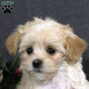 Kortney, Maltipoo Puppy