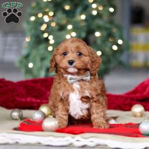 Kory, Cavapoo Puppy