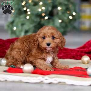 Kory, Cavapoo Puppy