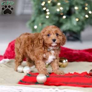 Kory, Cavapoo Puppy