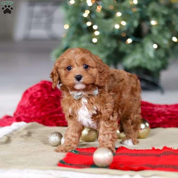 Kory, Cavapoo Puppy
