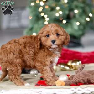 Kory, Cavapoo Puppy