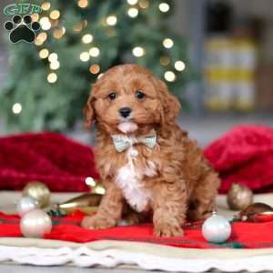 Kory, Cavapoo Puppy