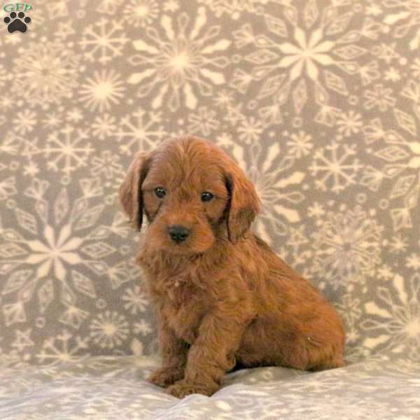 Kringle, Cavapoo Puppy