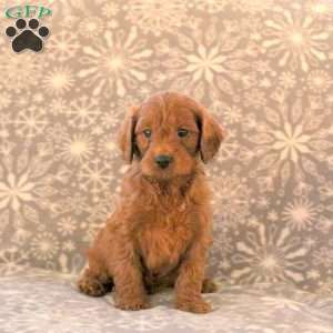 Kringle, Cavapoo Puppy