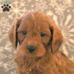 Kringle, Cavapoo Puppy