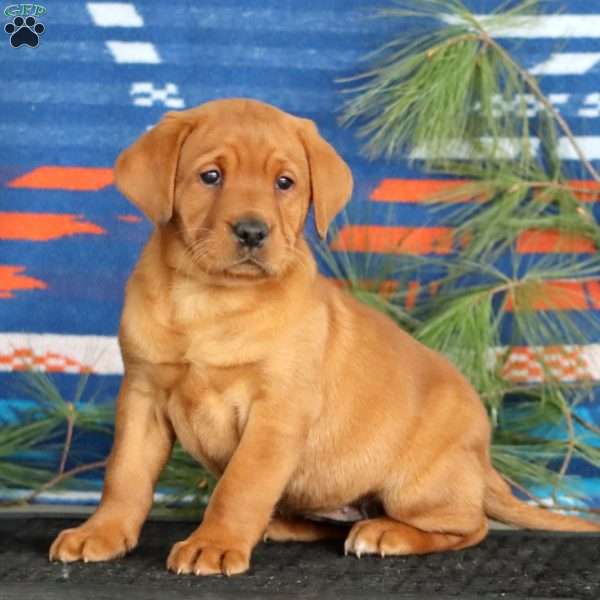 Krissy, Fox Red Labrador Retriever Puppy