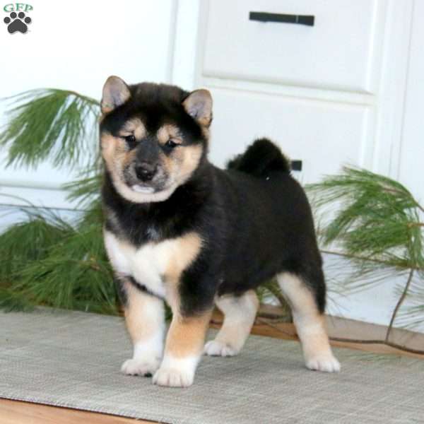 Krissy, Shiba Inu Puppy